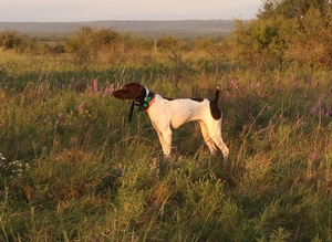 Big Country's Lucy Lawless